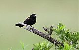 White-winged Widowbird